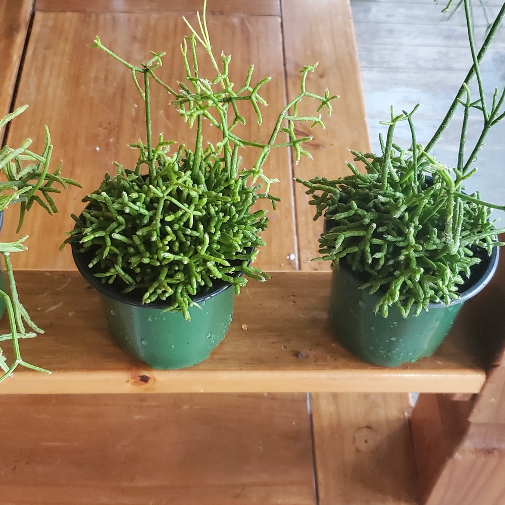 Rhipsalis Ceresula Plant In Growers Pot